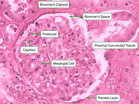 Nephron Histology Labeled - vrogue.co