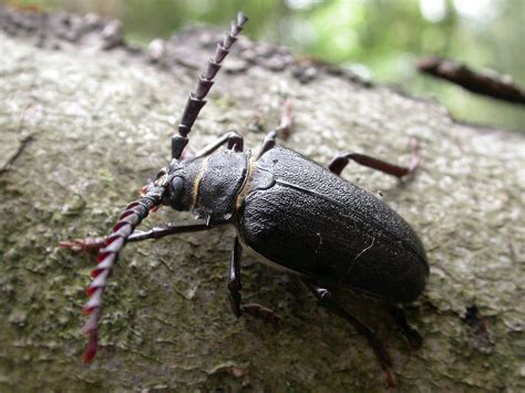 The Lyons Share: The daddy of all longhorn beetles!