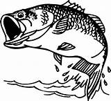 Crappie Fish Coloring Page Sketch sketch template