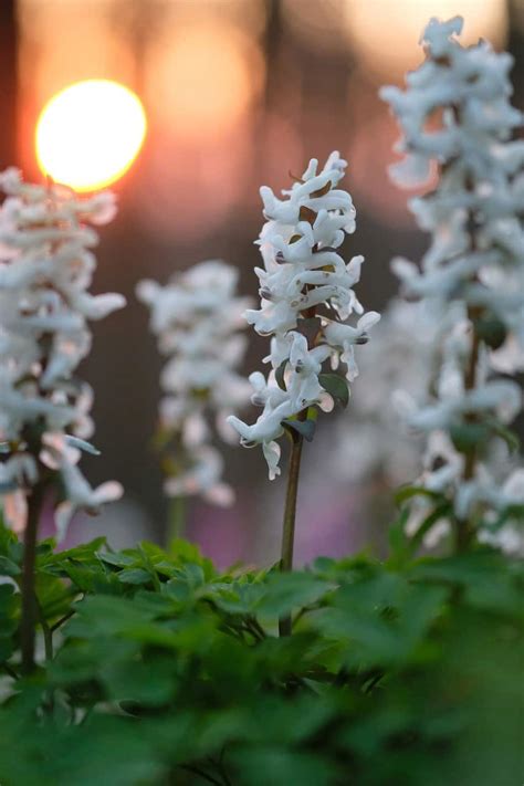 Pseudofumaria alba, White Corydalis Seeds - Saratoga Seed