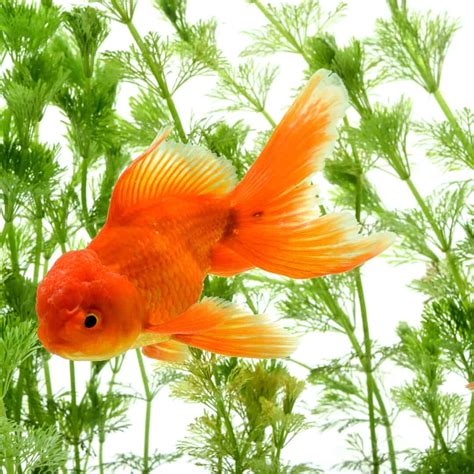 How to Use Goldfish in Feng Shui to Attract Good Fortune!