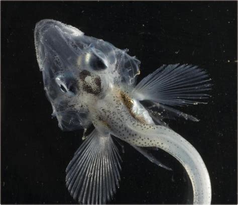 Antarctic Teleost Icefish