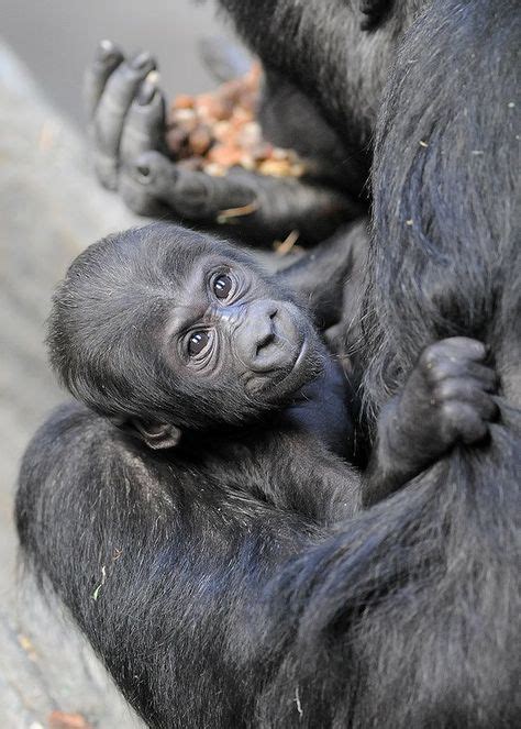 Western Lowland Gorilla - Photo credit: Jim Schulz/Chicago Zoological Society | Baby gorillas ...