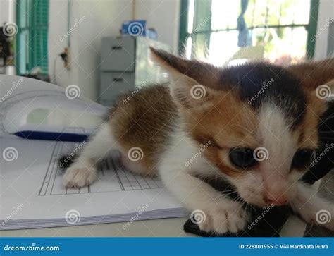 Cute Baby Cat Playing at the Table while the Owner is Still Working in the Office Stock Image ...