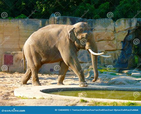 An Indian Elephant Elephas Maximus, an Endangered Species Stock Photo - Image of elephant ...