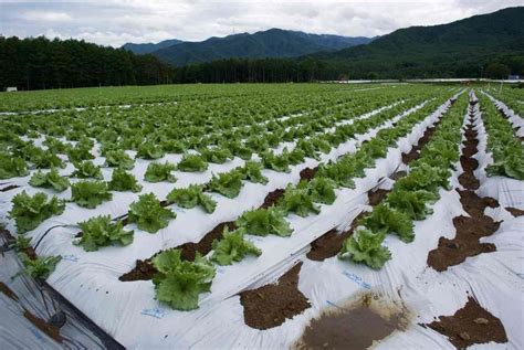 Organic Lettuce Farming, Cultivation, Growing Process | Agri Farming