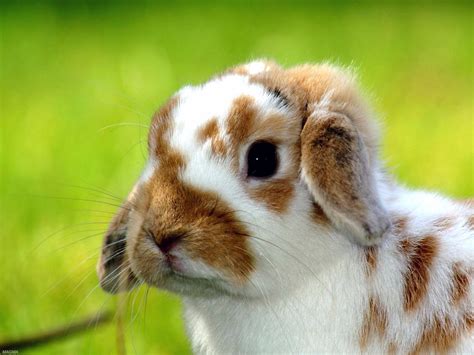 Edge Of The Plank: Cute Animals: Baby Rabbits II