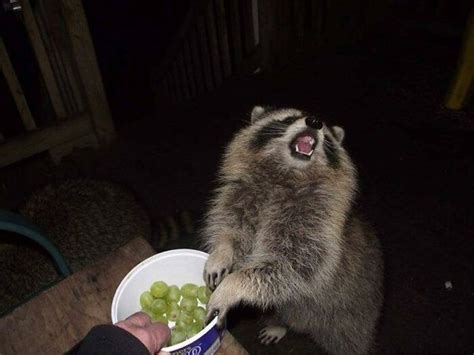 Funny Raccoons (31 pics)