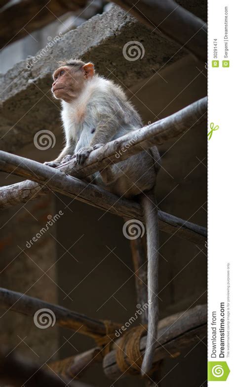 Monkey stock photo. Image of temple, wild, looking, travel - 30291474