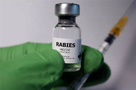 What is rabies and can you get it in Scotland as new vaccine performing 'better than expected ...