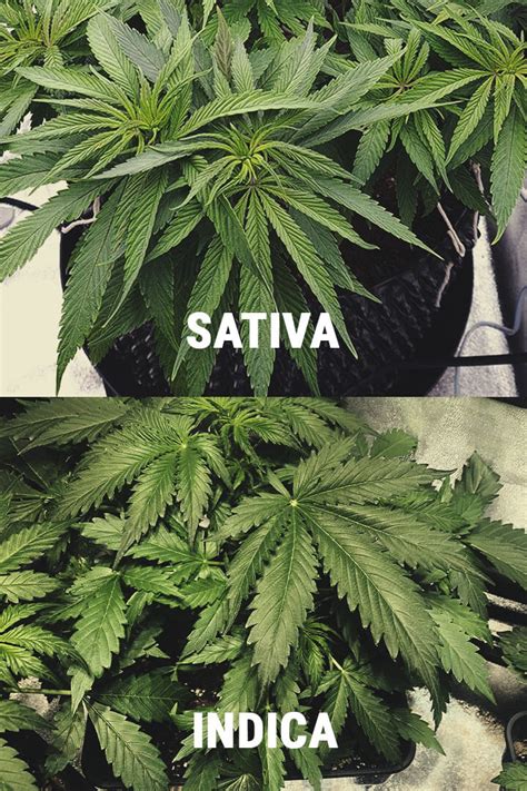 What are the difference between Indica and Sativa cannabis? - RQS Blog