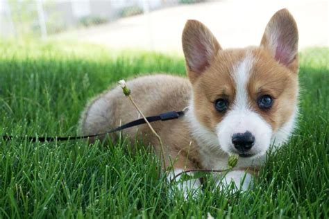 Teacup Corgi: Why Is It So Small And Cute?