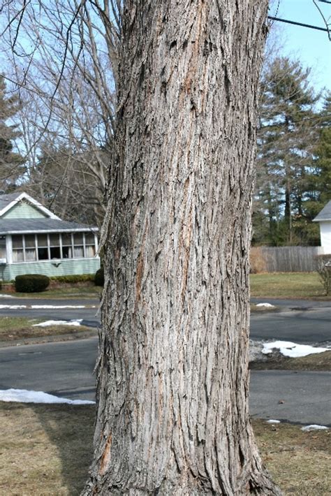 Acer saccharinum (silver maple): Go Botany