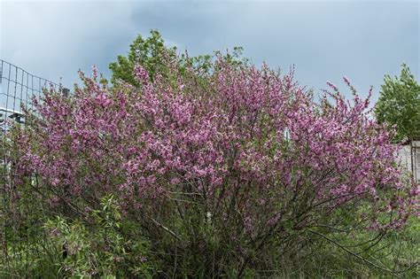 Zone 5 Flowering Shrubs - Choosing Ornamental Shrubs For Zone 5 ...