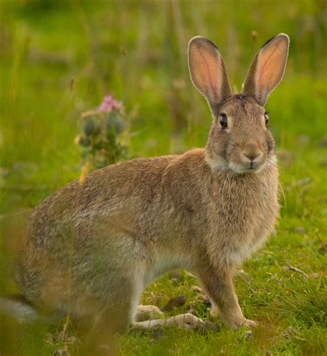 The Brown Hare - Goodenbergh Leisure