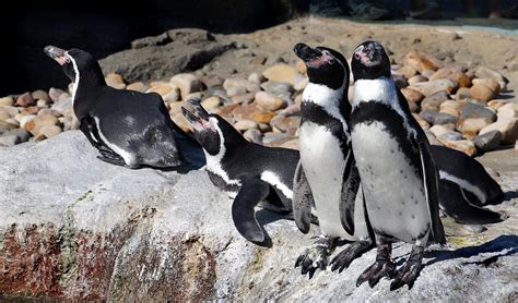 Galapagos Penguin Gallery