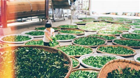 The History of Chinese Tea: From Ancient Legend to Global Phenomenon