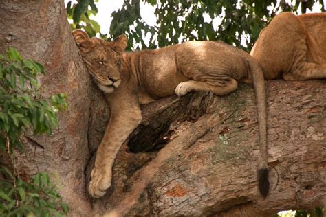 Tree Climbing Lions in Ishasha - Wave Expeditions Uganda