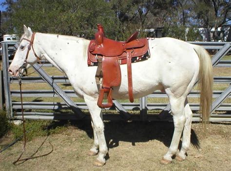 Paloma, few spot appaloosa | Horse care, Horse breeds, Horses