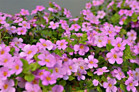 Sutera cordata 'Great Classic Pink' Bacopa from Garden Center Marketing