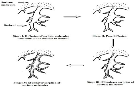 7 Mechanism of sorption process... | Download Scientific Diagram