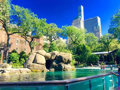 Top 20 things to do in New York: A pool in the Central Park Zoo | Stuff to do, Things to do, World