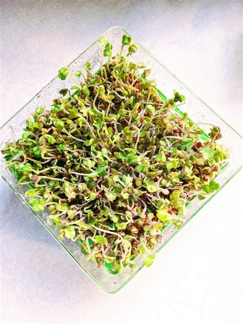 Growing Radish Sprouts Is Fast and Easy Even if You Have a Black Thumb