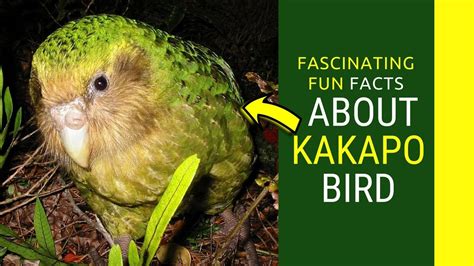 kakapo facts for kids Amazing Facts about Kakapo bird - YouTube