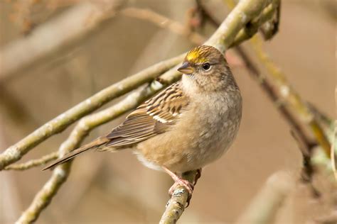 Golden-crowned Sparrow — Eastside Audubon Society