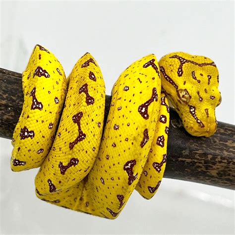 Green Tree Python Biak - big babies