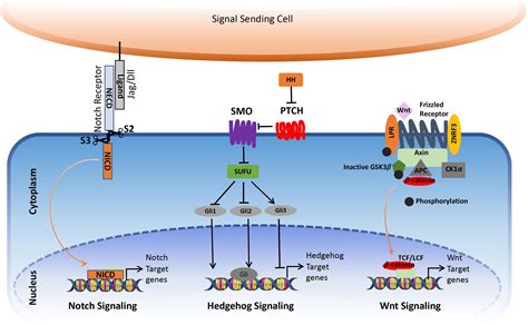 Frontiers | The Role of Notch, Hedgehog, and Wnt Signaling Pathways in the Resistance of Tumors ...