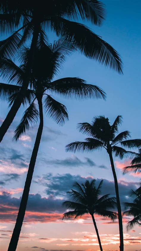 Download Palm Trees At Sunset Wallpaper | Wallpapers.com