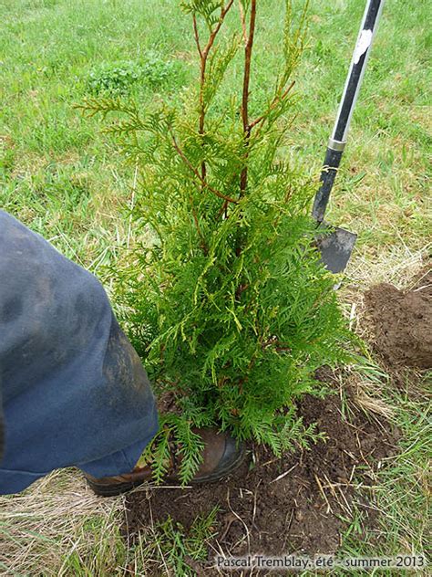 Cedar Hedging - How to Plant Cedar Hedge Trees