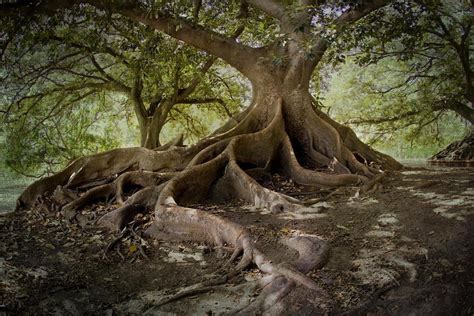 Ombu tree in central Buenos Aires : MostBeautiful