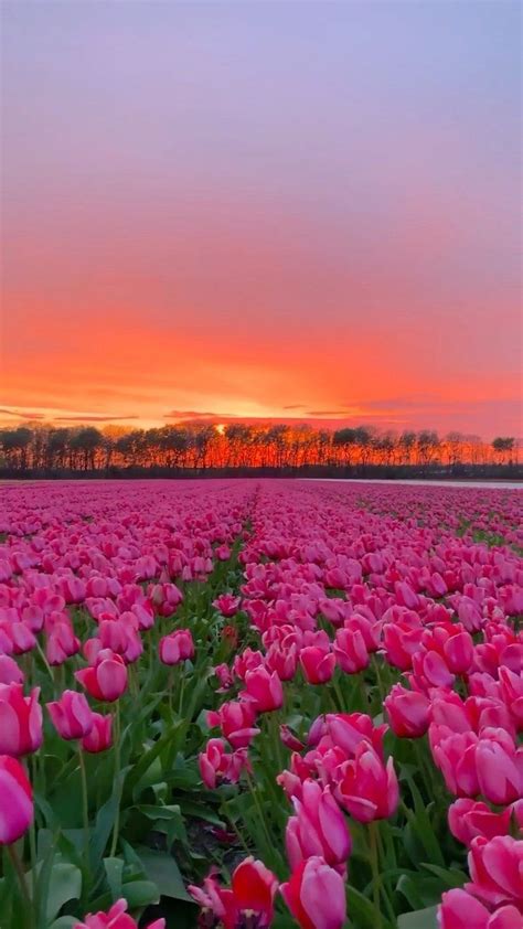 a field full of pink tulips with the sun setting in the background