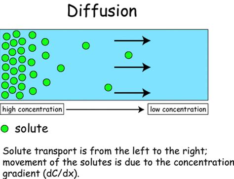 Diffusion - Notes - Biology | Mrs. McComas