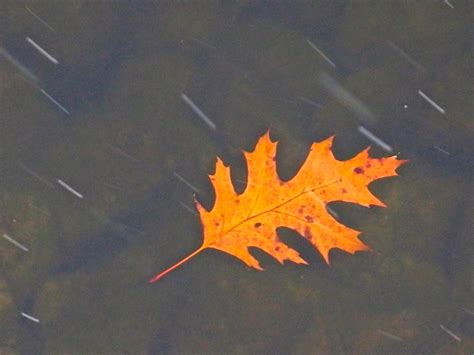 the golden fish: the one golden oak leaf