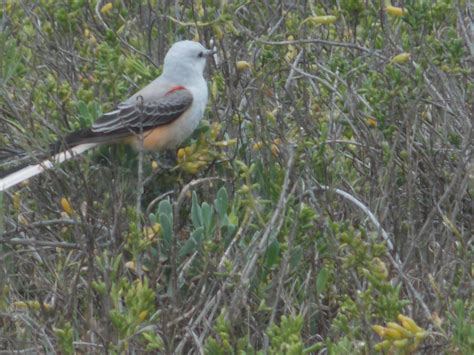 The Schramm Journey: Birding on South Padre Island