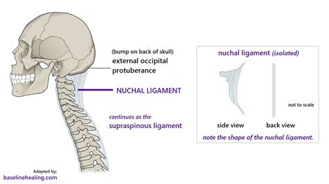 Anatomy of the Ligamentum Nuchae; Description, origin, insertion and Function - YouTube