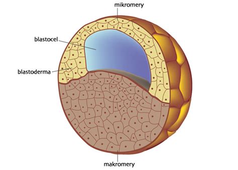 blastula, Encyklopedia PWN: źródło wiarygodnej i rzetelnej wiedzy