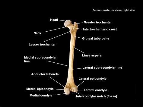 Image result for gluteal tuberosity | Human body anatomy, Body anatomy, Gross anatomy