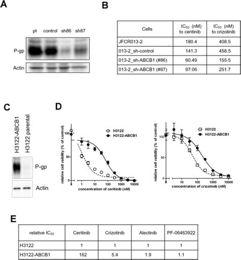 P-gp overexpression confers ceritinib and crizotinib resistance ...