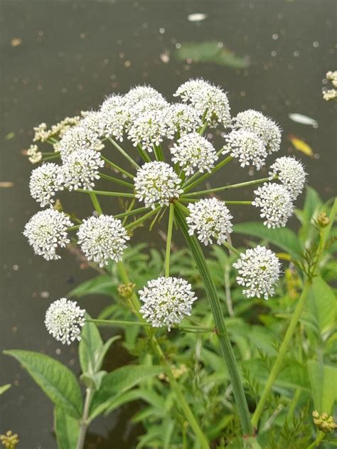 Oenanthe crocata L., Hemlock Water-dropwort (World flora) - Pl@ntNet ...