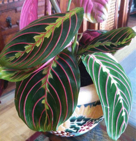 identification - What is this plant with red-pink lines/veins on its big green rounded leaves ...
