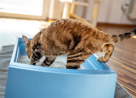 Blood in Cat Urine | Hematuria in Cats | PetMD