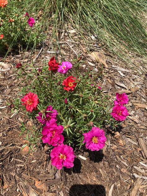 Portulaca grandiflora (Moss Rose, Portulaca, Purslane, Rose Moss, Sun Plant) | North Carolina ...