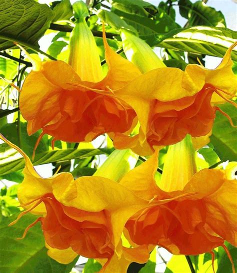 Double Bright Yellow Orange Angel Trumpet Brugmansia Seeds | Etsy in 2021 | Angel trumpet plant ...