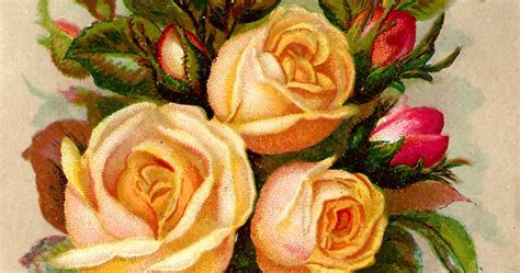 Antique Images: Digital Stock Rose Clip Art Label Crafting Supply Downloads