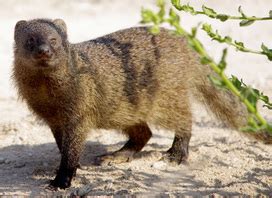 Egyptian Mongoose - AMAZING ADAPTATIONS