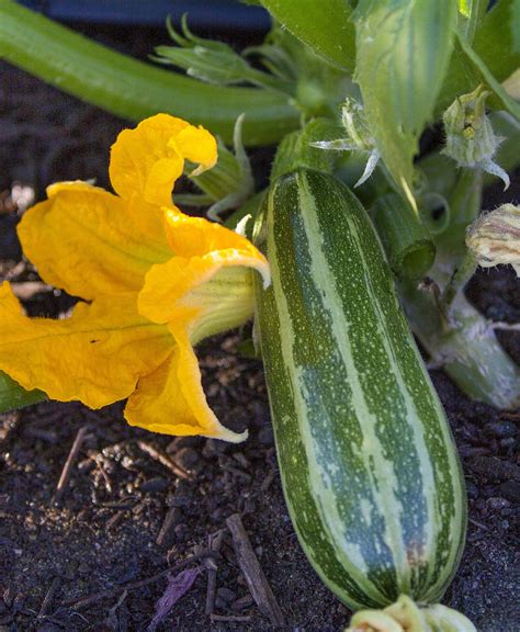 How to plant, nurture and harvest great-tasting, nutritional squash | The Seattle Times